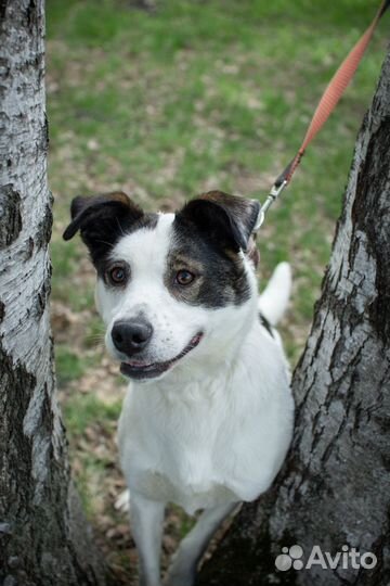 Молодая собака страдает в приюте