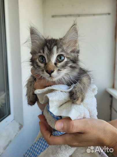 Котенок в добрые руки в дар