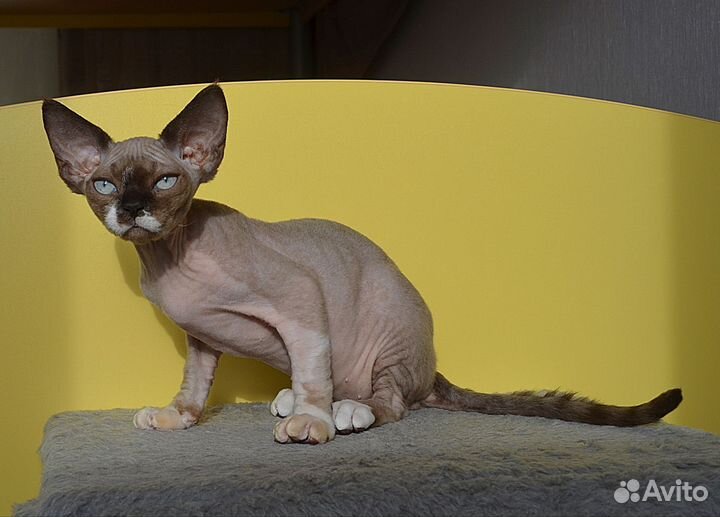 Котята девон-рекс