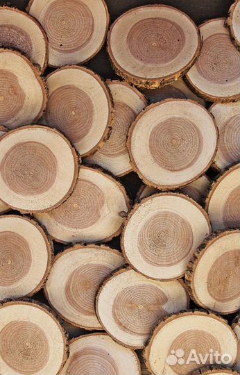 Спилы дерева