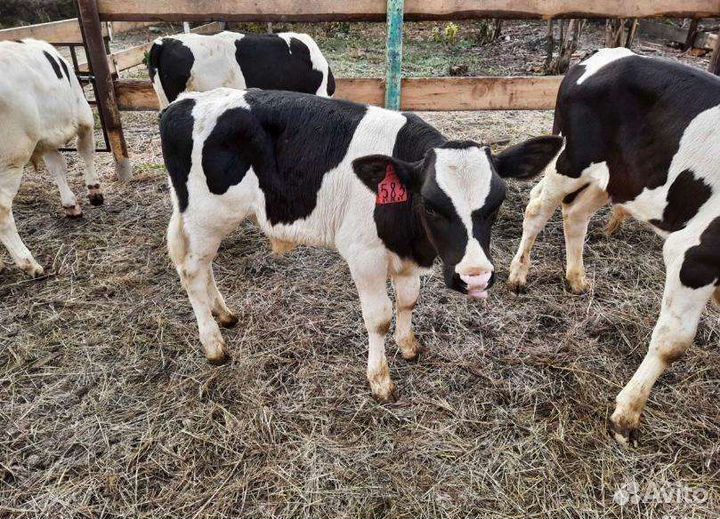 Бычки на откорм