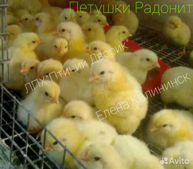 Петушки