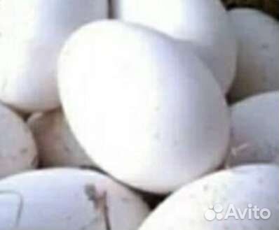 Инкубационное яйцо индоутки белая французская