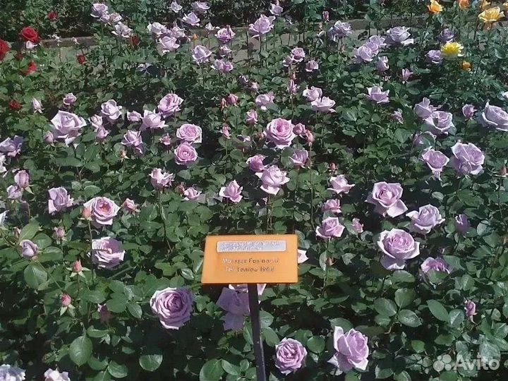 Шарль ДЕ голь(в наличие разные сорта)