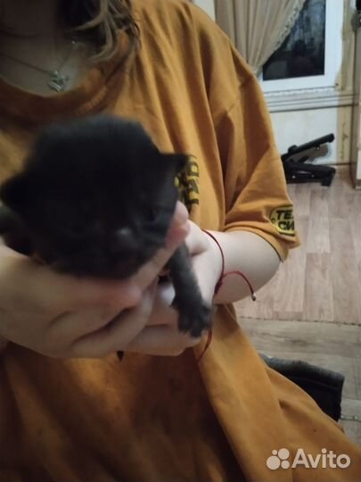 Котята в дар