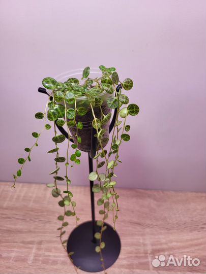 Пеперомия прострата