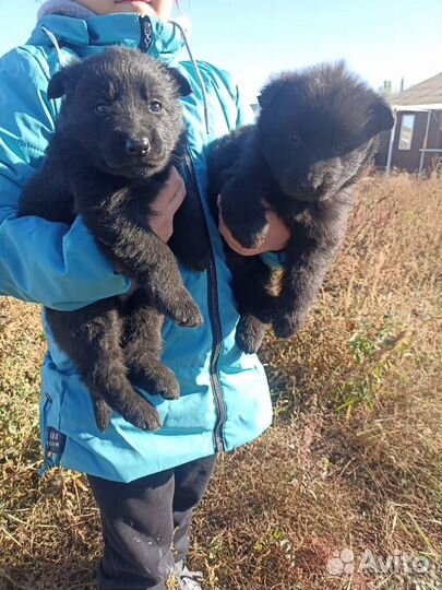 Немецкая овчарка