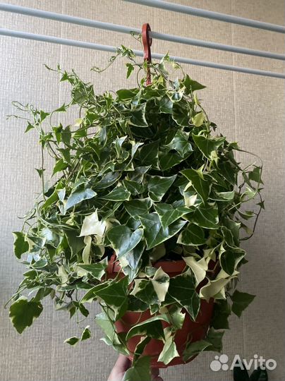 Крестовник вариегатный. Комнатные растения