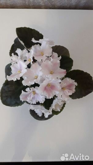 Комнатные цветы и растения