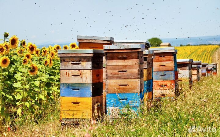 Мёд натуральный из Алтая оптом
