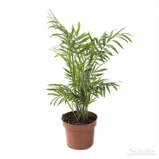 Горшечные растения