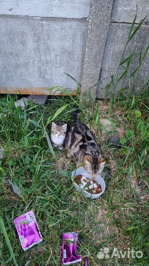 Котята в добрые руки бесплатно