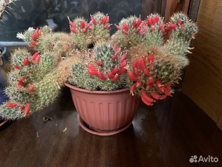 Кактус