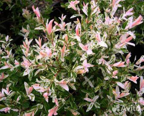 Многолетники для дачи 6