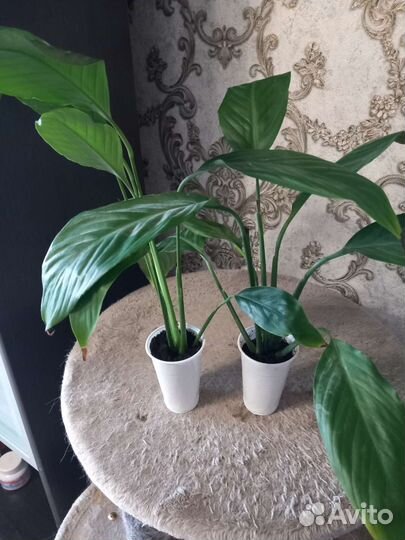 Спатифиллум-женское счастье, Денежное дерево