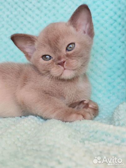 Европейская бурма