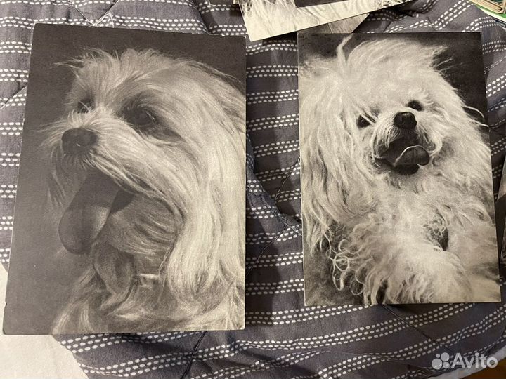 Набор почтовых открыток СССР «Собаки»