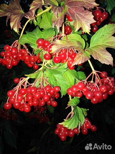 Калина ягода