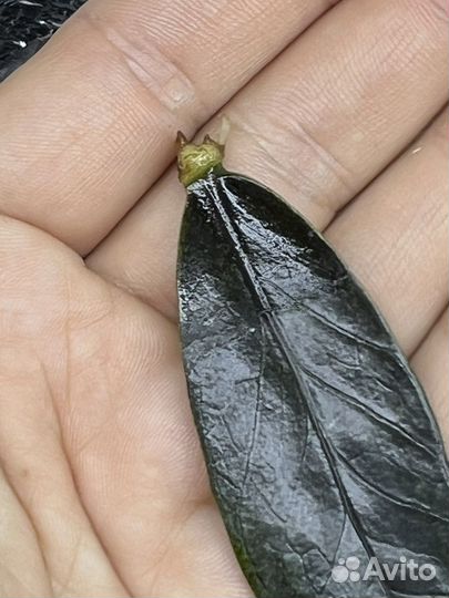 Замиокулькас черный (сорт raven)