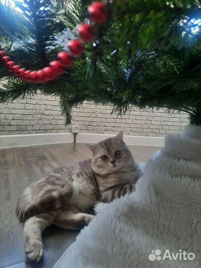 Шотландский кот вязка