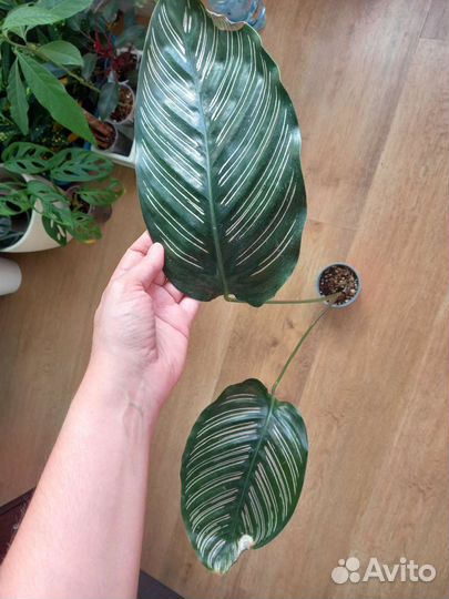 Калатея Орната