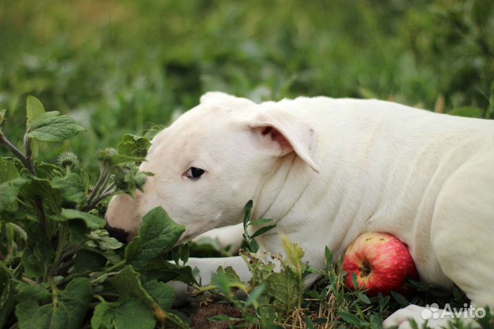 Стандартный бультерьер