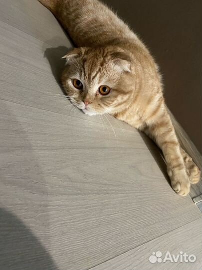 Британский кот вязка