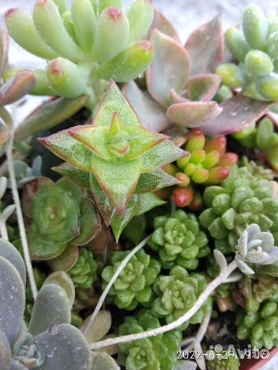 Суккуленты очень много