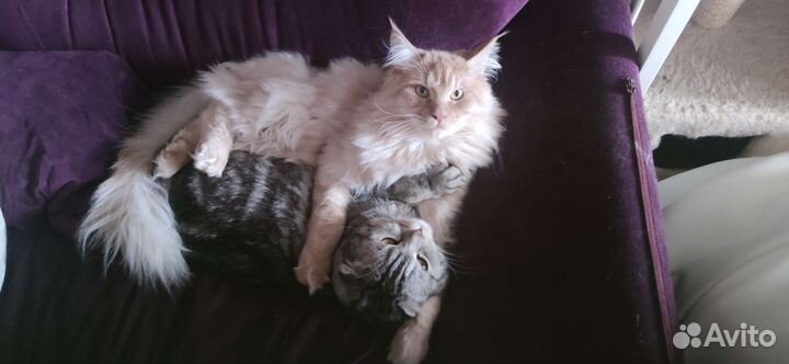 Коты бесплатно