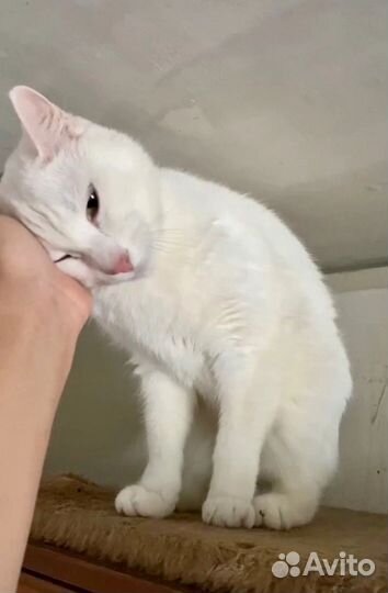 Котик Снежок в добрые руки