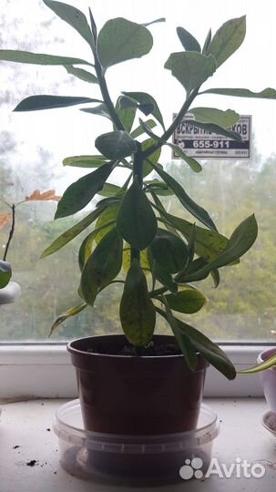 Продаю синадениум