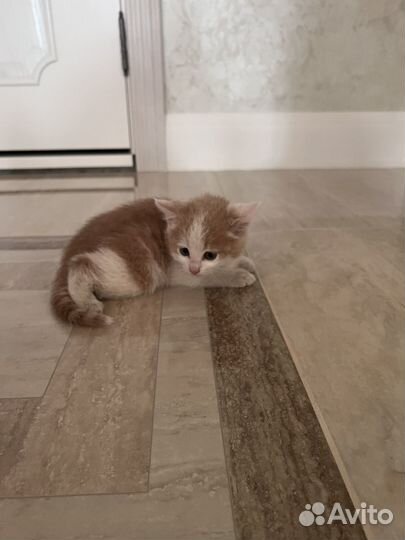 Котенок мальчик