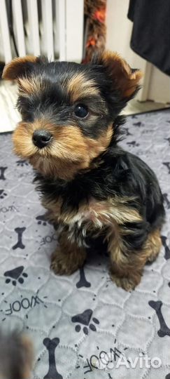 Йоркширский терьер