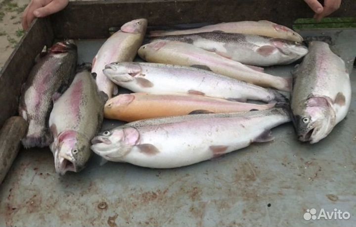 Форель свежая