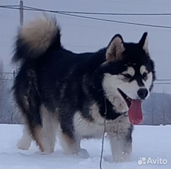 Аляскинский маламут