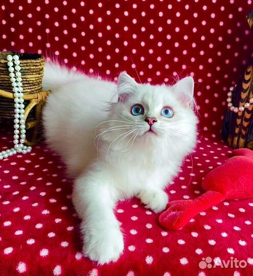 Роскошный голубоглазый красавец)