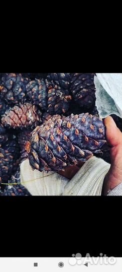 Шишка кедровая, орех