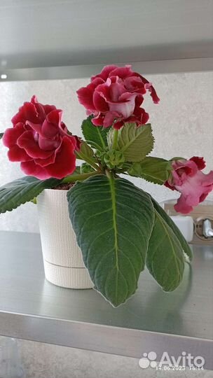 Глоксиния махровая