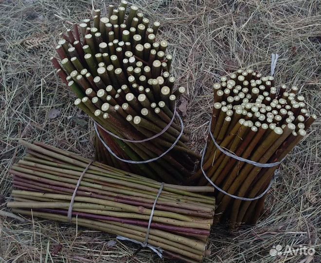 Черенки сортовой ивы