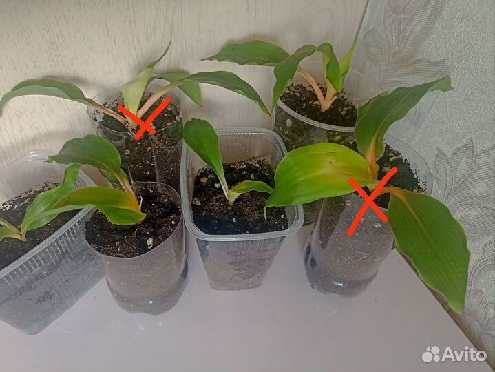 Хлорофитум green orange