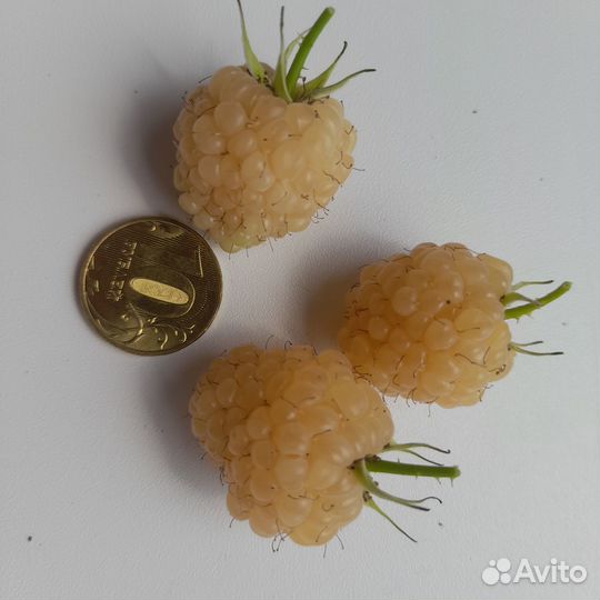 Саженцы малины 