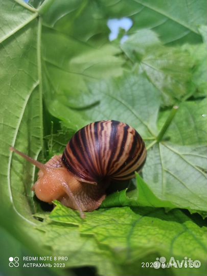 Улитки Ахатины бесплатно