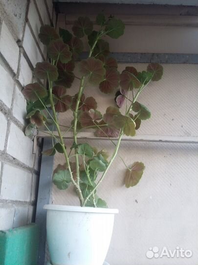 Пеларгония (герань)