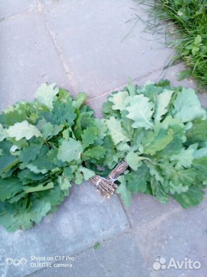 Веники для бани