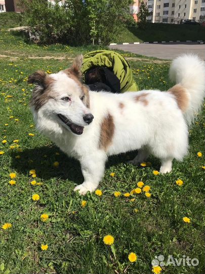 Собака в добрые руки