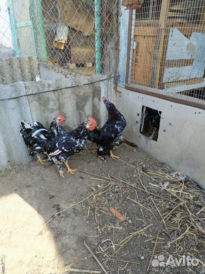Петушки бентамки