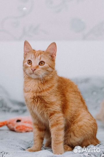 Кот в добрые руки