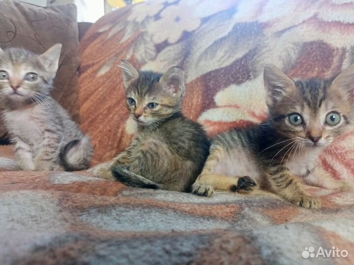 Упитанные и Очень воспитанные котята