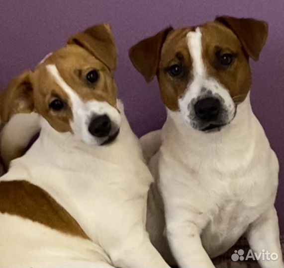 Щенки джек Рассел терьер гладкошерстный