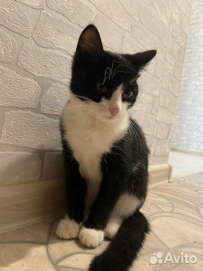 Кошка в дар